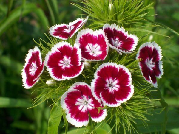Dianthus-barbatus-large Dianthus-barbatus-large