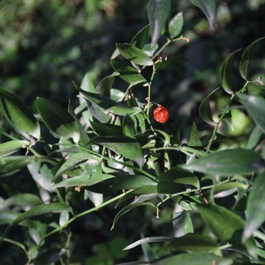 ruscus