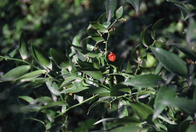 ruscus