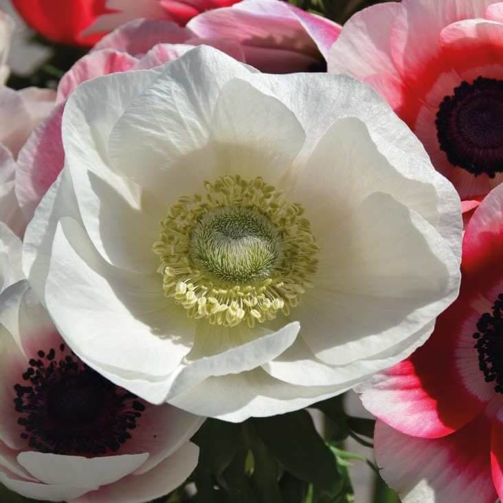 mistral-plus-anemoni