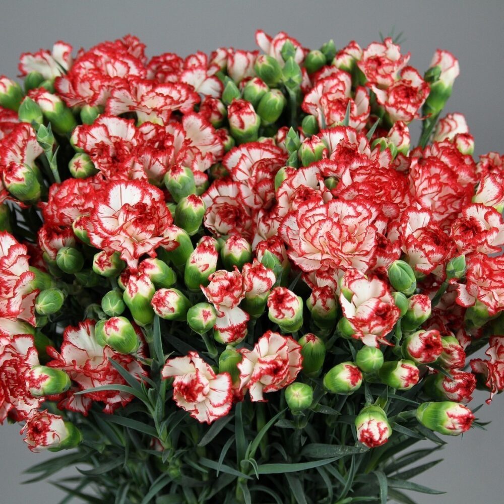 Dianthus_spray_Minuetto