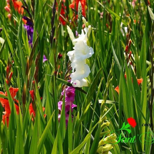 Gladioli