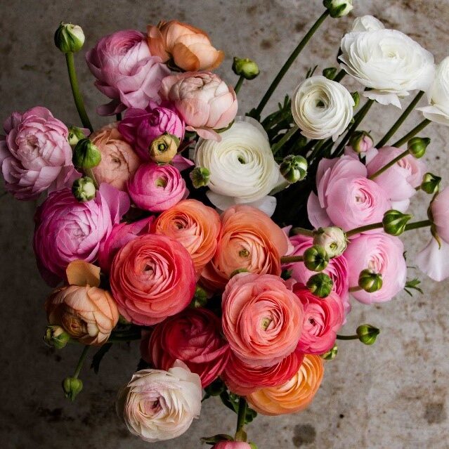 Ranunculus